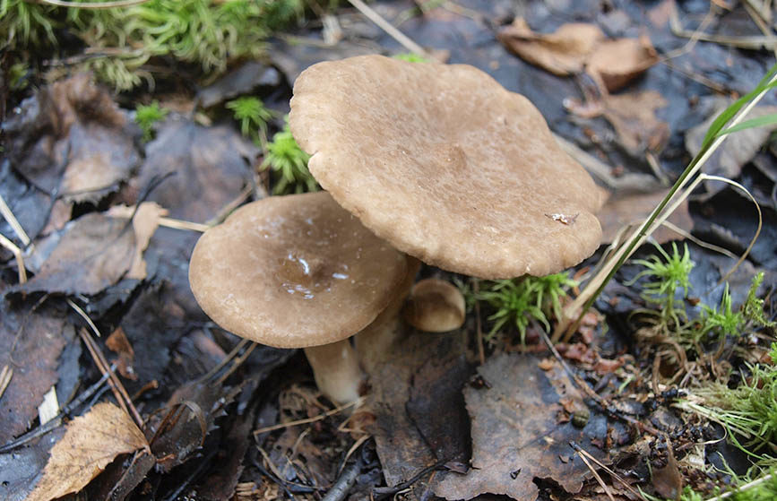 락타리우스 풀부스