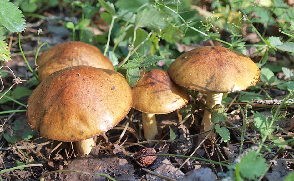 알갱이 버터 버섯