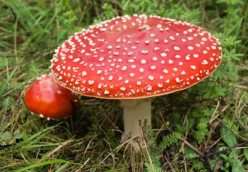 붉은 파리독버섯