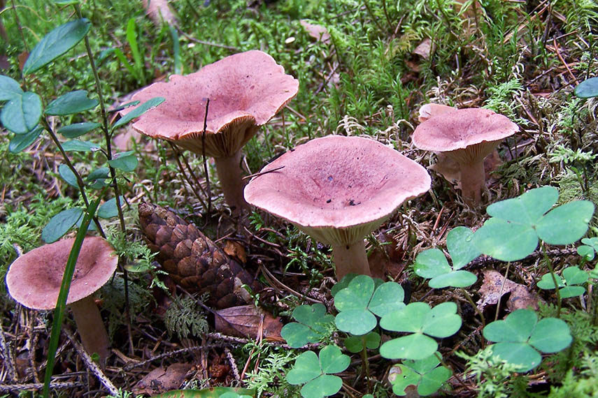 달콤하고 씁쓸한