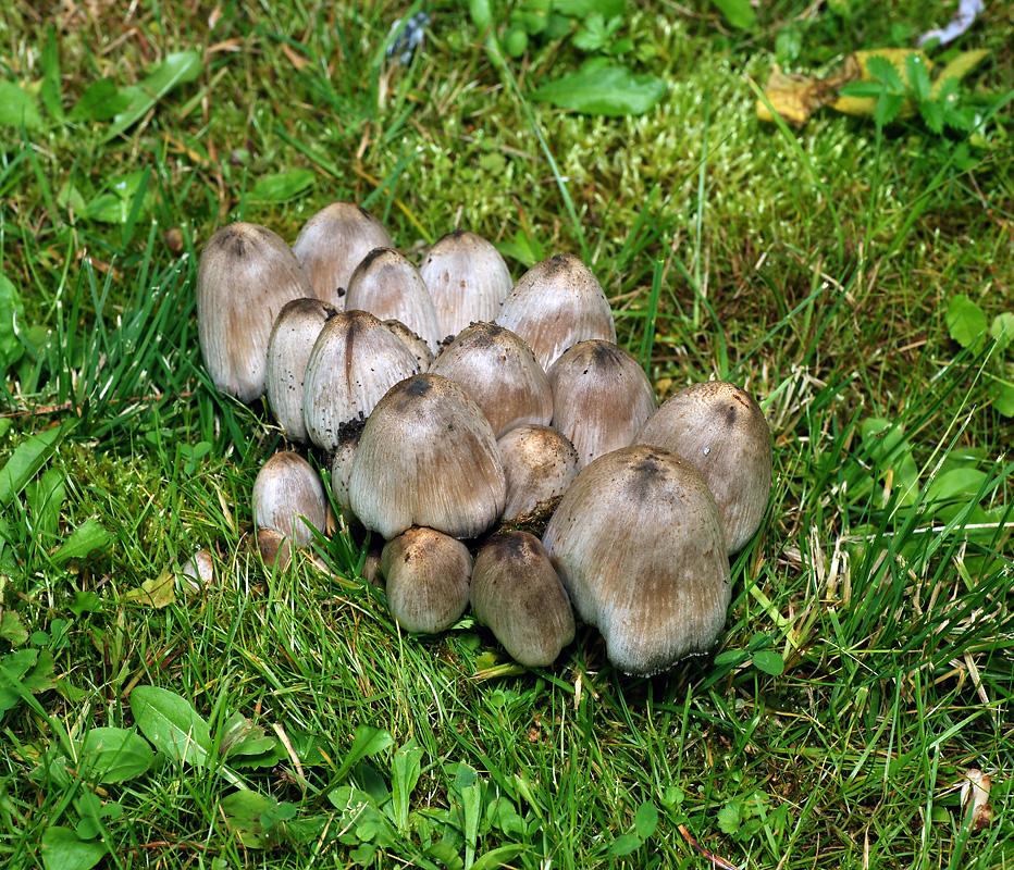 회색 똥 딱정벌레