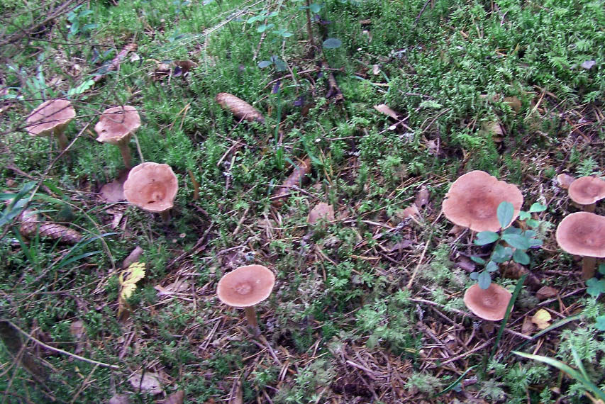 달콤하고 씁쓸한