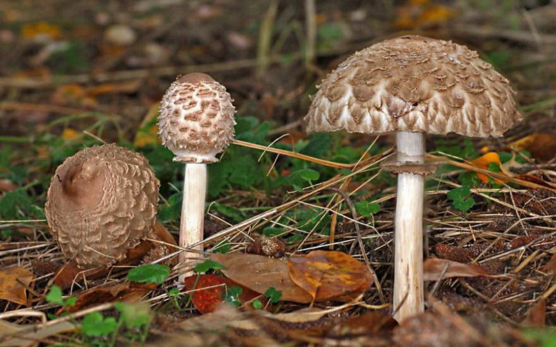 붉어지는 파라솔 버섯