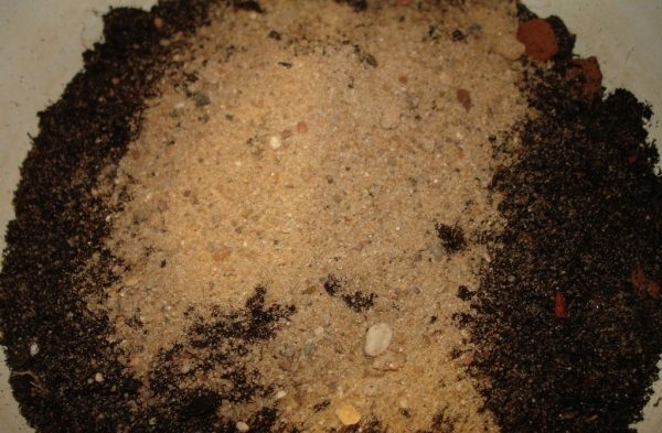 자미오쿨카스 토양