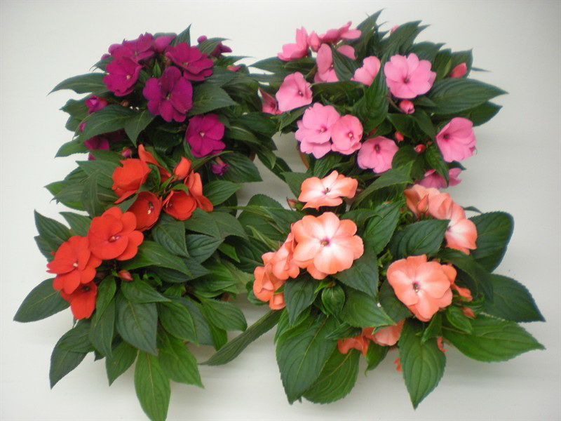 뉴기니 임파티엔스