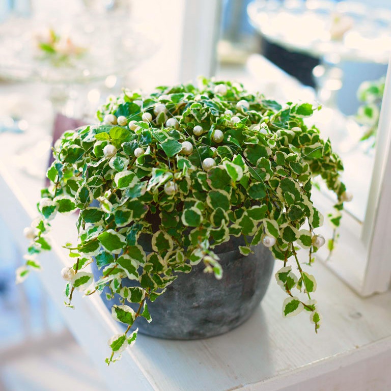 크리핑 무화과나무