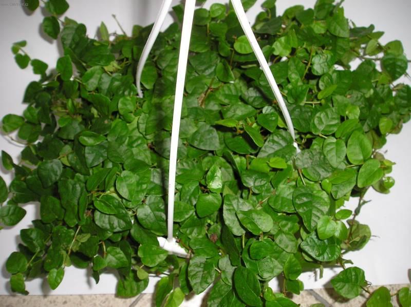 크리핑 무화과나무