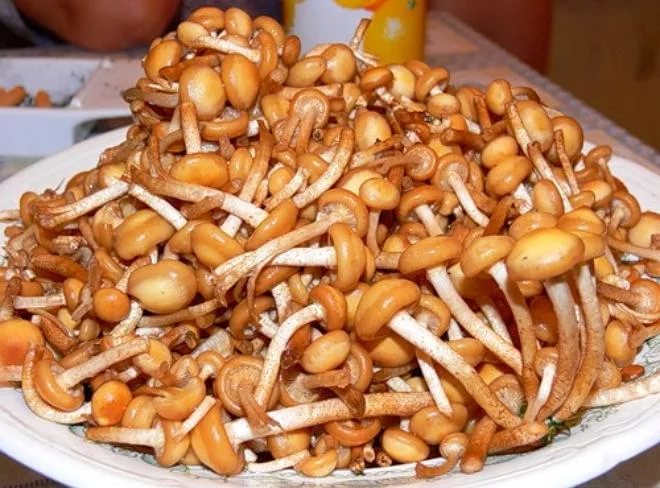 껍질을 벗긴 꿀버섯