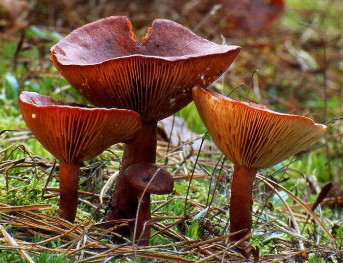 달콤하고 씁쓸한