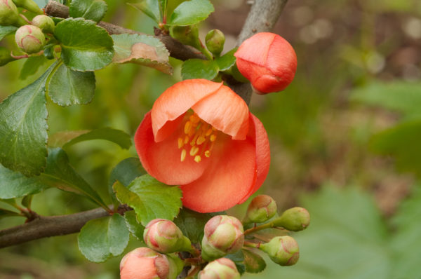 가을철 모과 관리