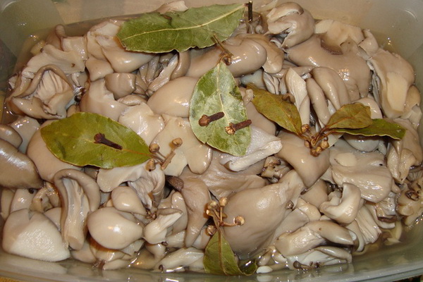 통조림 느타리버섯