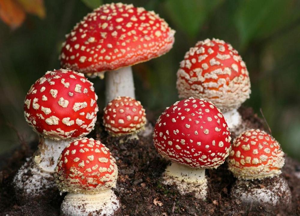 붉은 파리독버섯