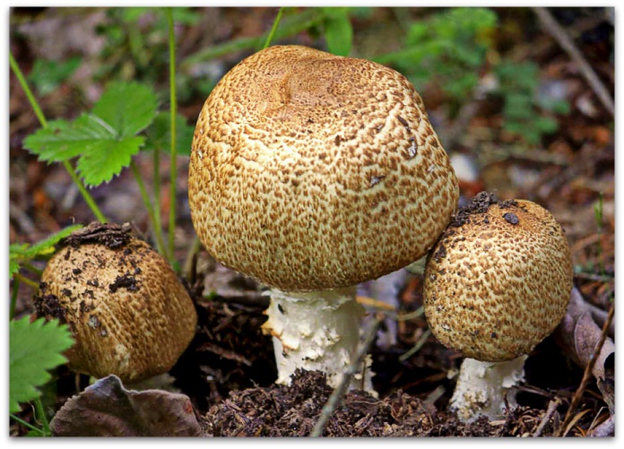 샴피뇽 다크 스케일