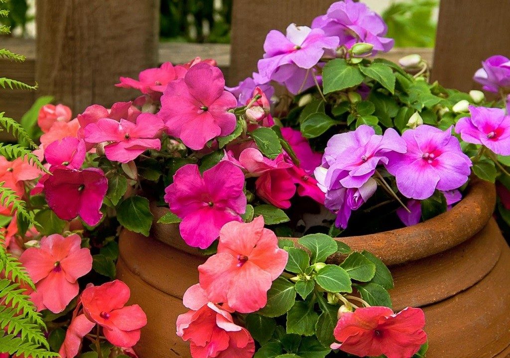 임파티엔스 홀스티