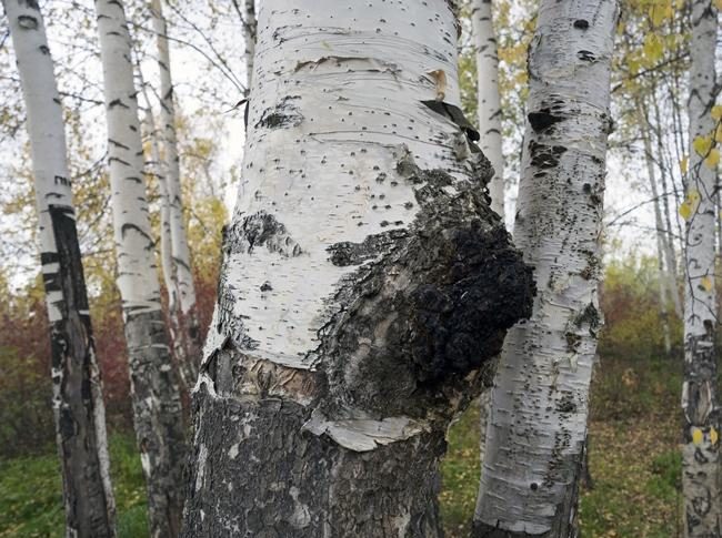 자작나무 버섯 차가