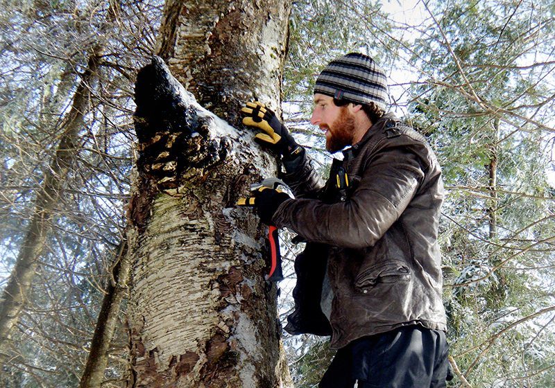 자작나무 버섯 차가
