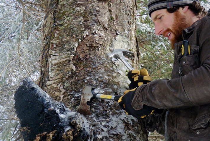 자작나무 버섯 차가