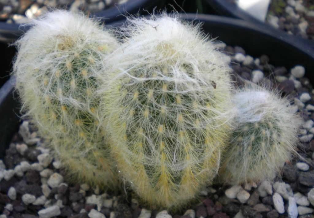 에스포스토아 울리