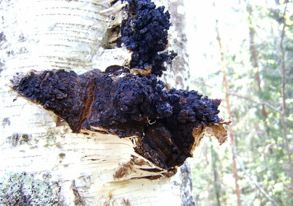 자작나무 버섯 차가