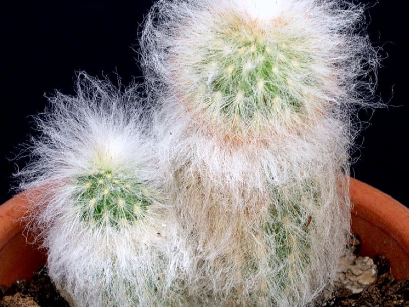 세팔로세레우스