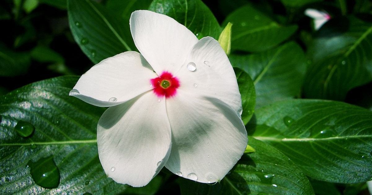 유독한 관엽식물