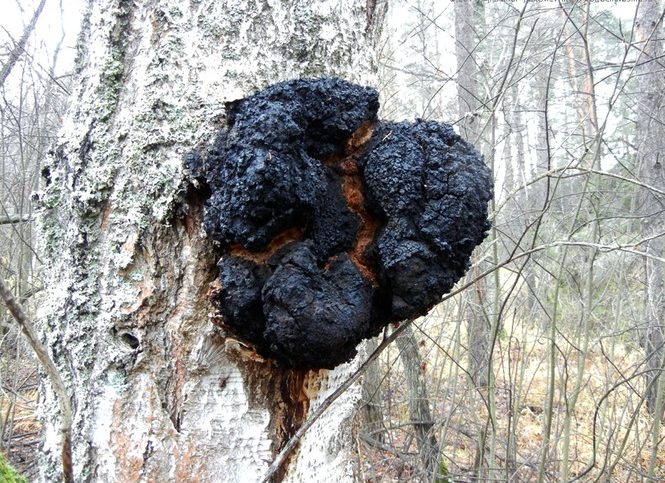 자작나무 버섯 차가