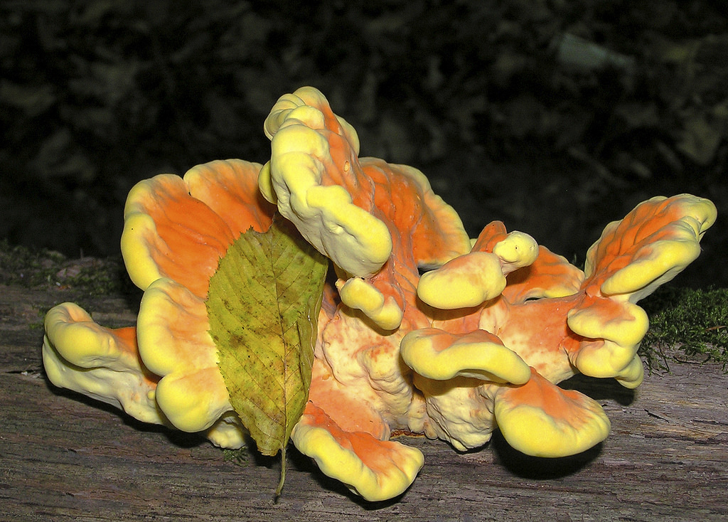 황황색 틴더버섯