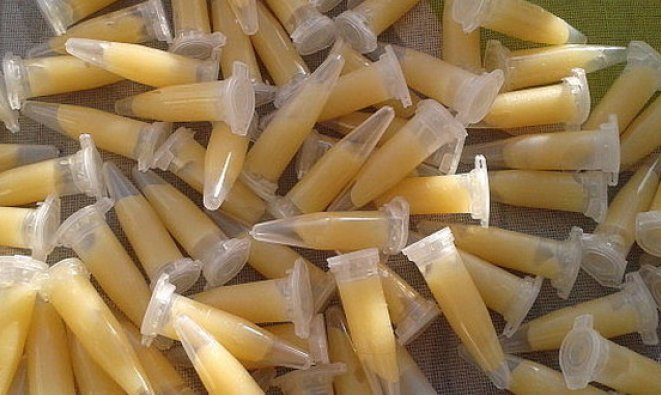 사이토키닌 페이스트