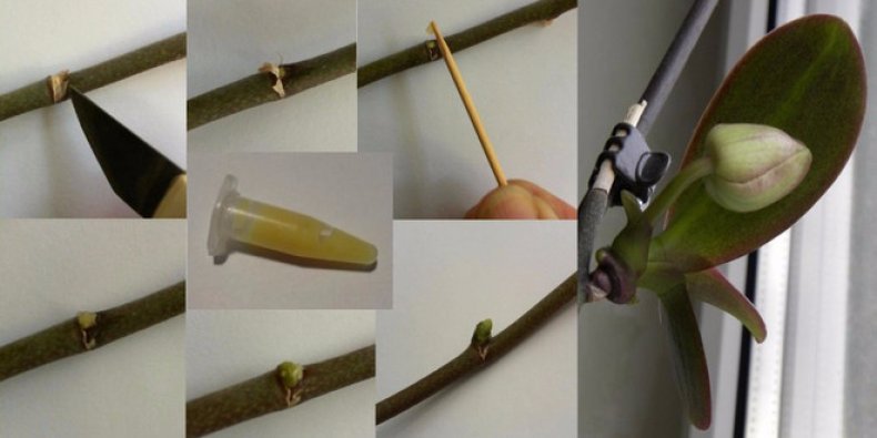 사이토키닌 페이스트