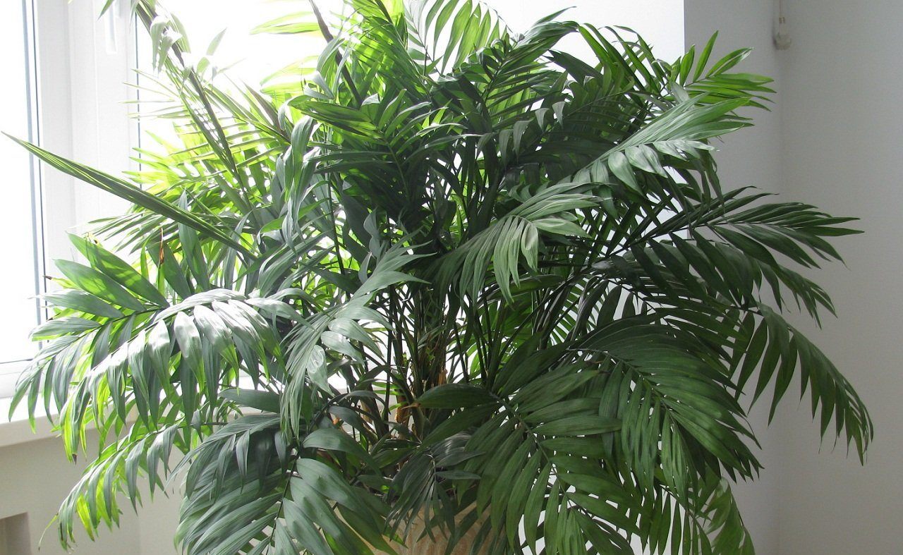 실내 야자수