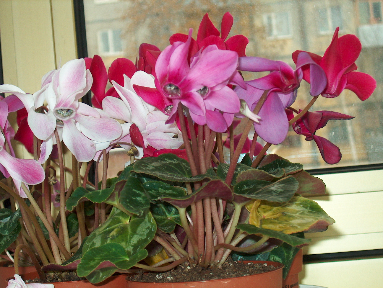 페르시아 시클라멘