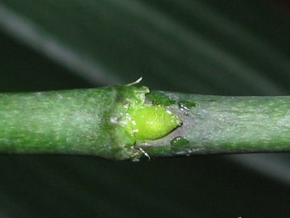 케이키그로우플러스