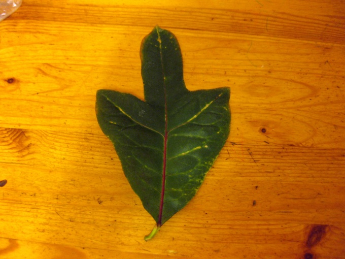 정단 절단에 의한 번식