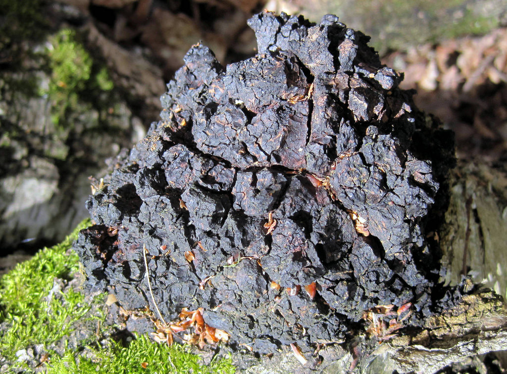 자작나무 버섯 차가