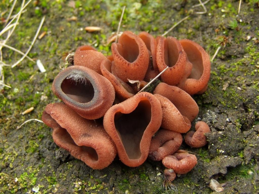 다크 체스넛 페자