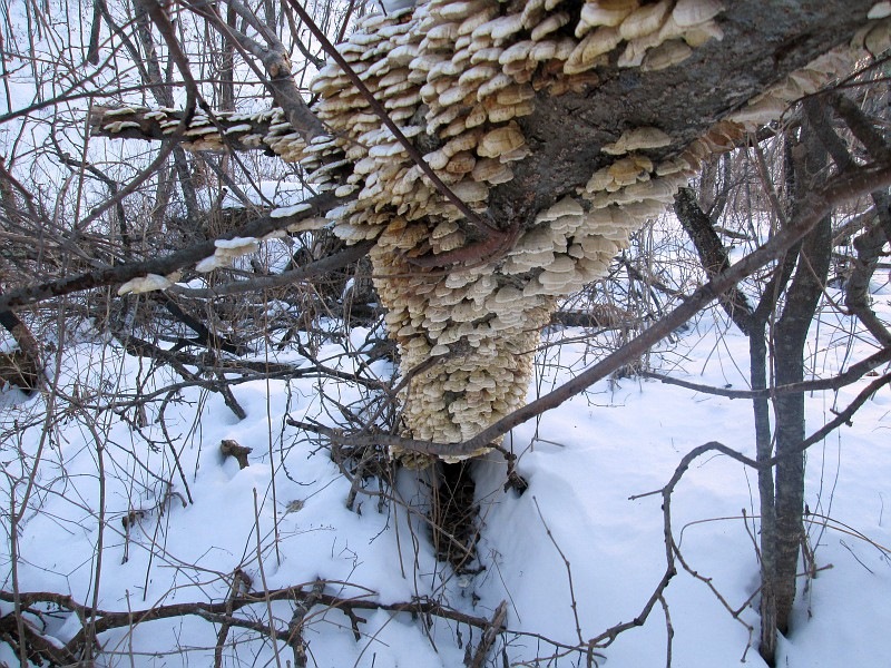 겨울 느타리버섯