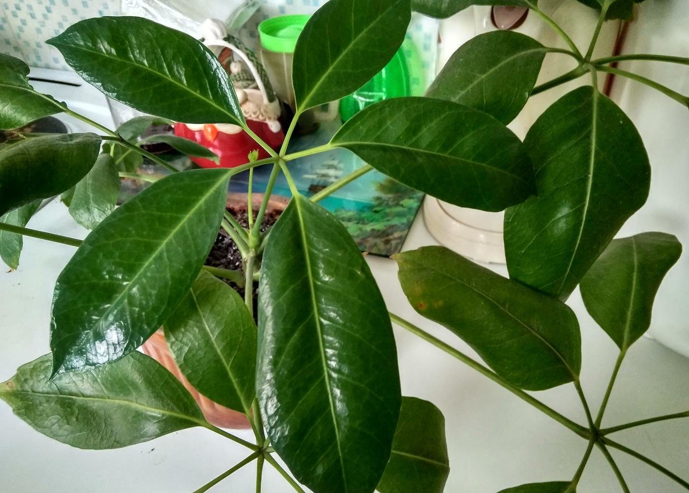 셰플레라 라디알리폴리아