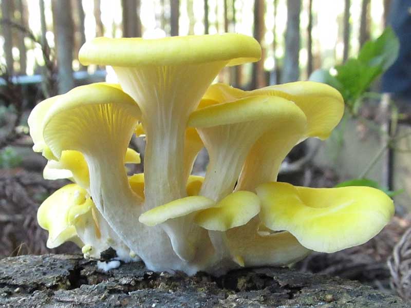 레몬 느타리버섯