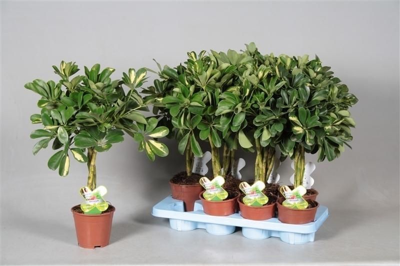 셰플레라 아르보레센스