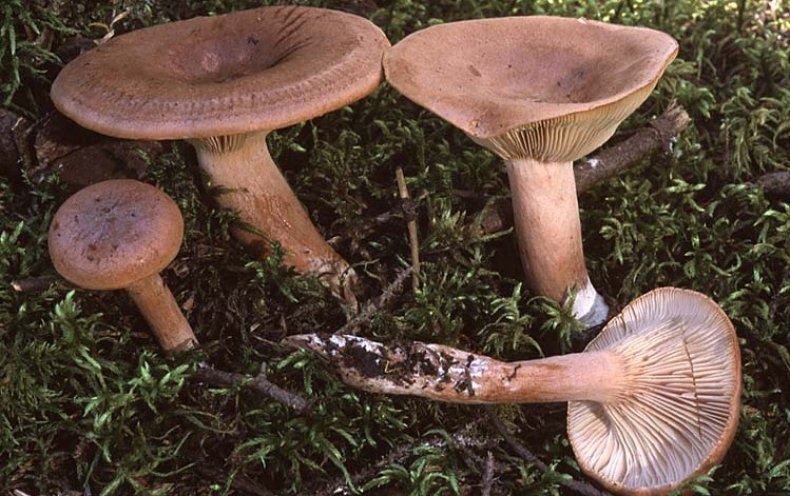 달콤하고 씁쓸한