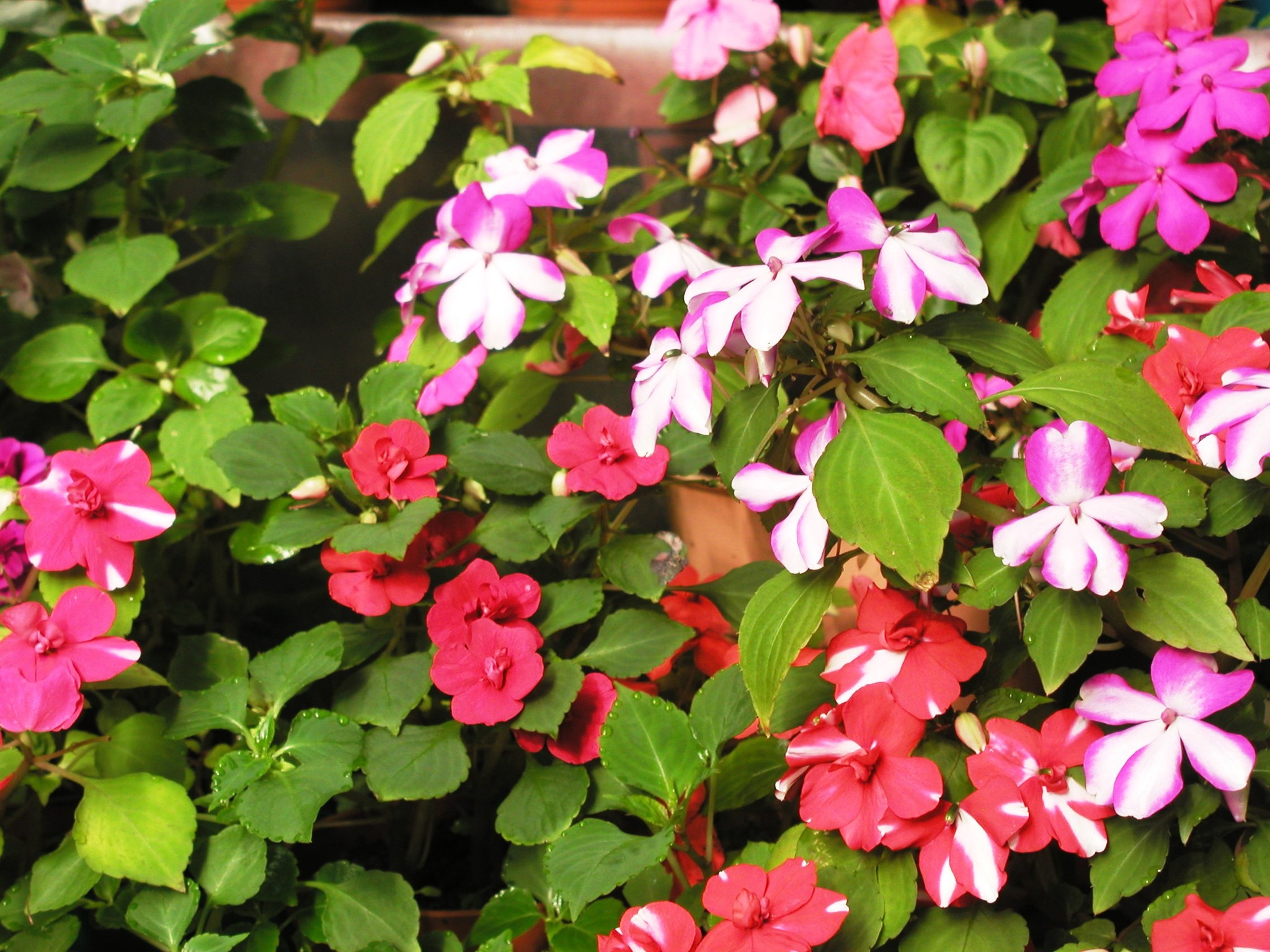 임파티엔스 홀스티