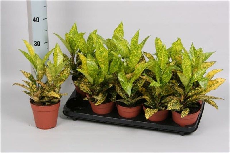 코디움 골드 선