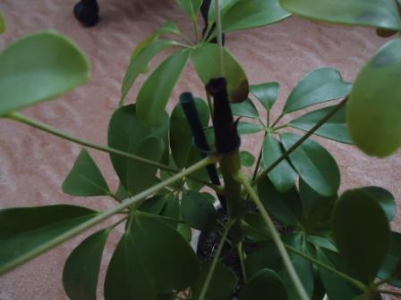 셰플레라 가지치기