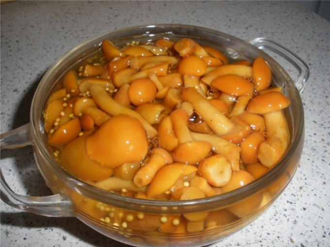 소금에 절인 버터 버섯