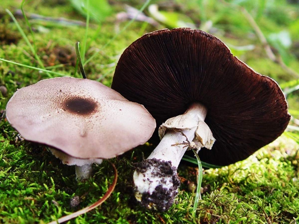 납작머리 샴피뇽