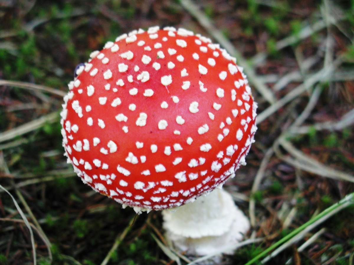 붉은 파리독버섯