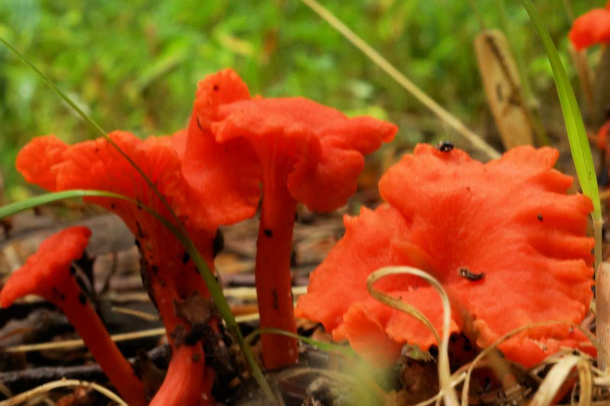 주홍색 살구버섯