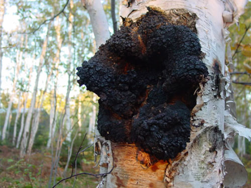 자작나무 버섯 차가