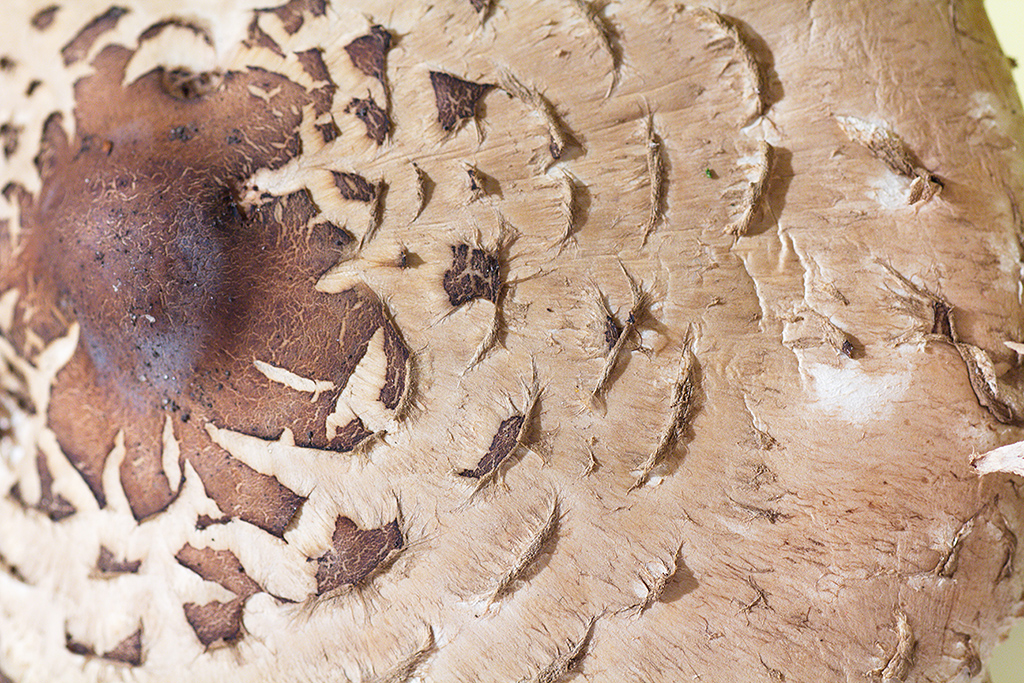 붉어지는 파라솔 버섯