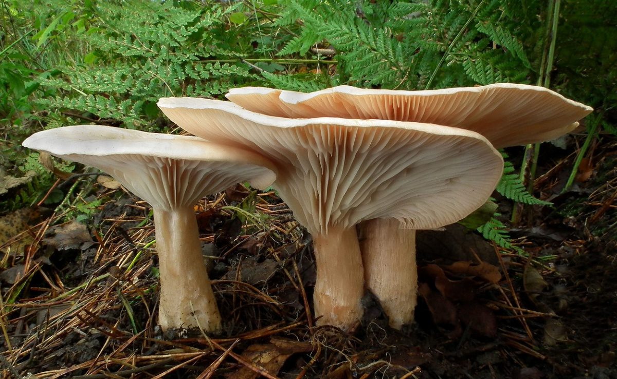 허리를 굽혀 말하는 사람